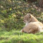 Luchs