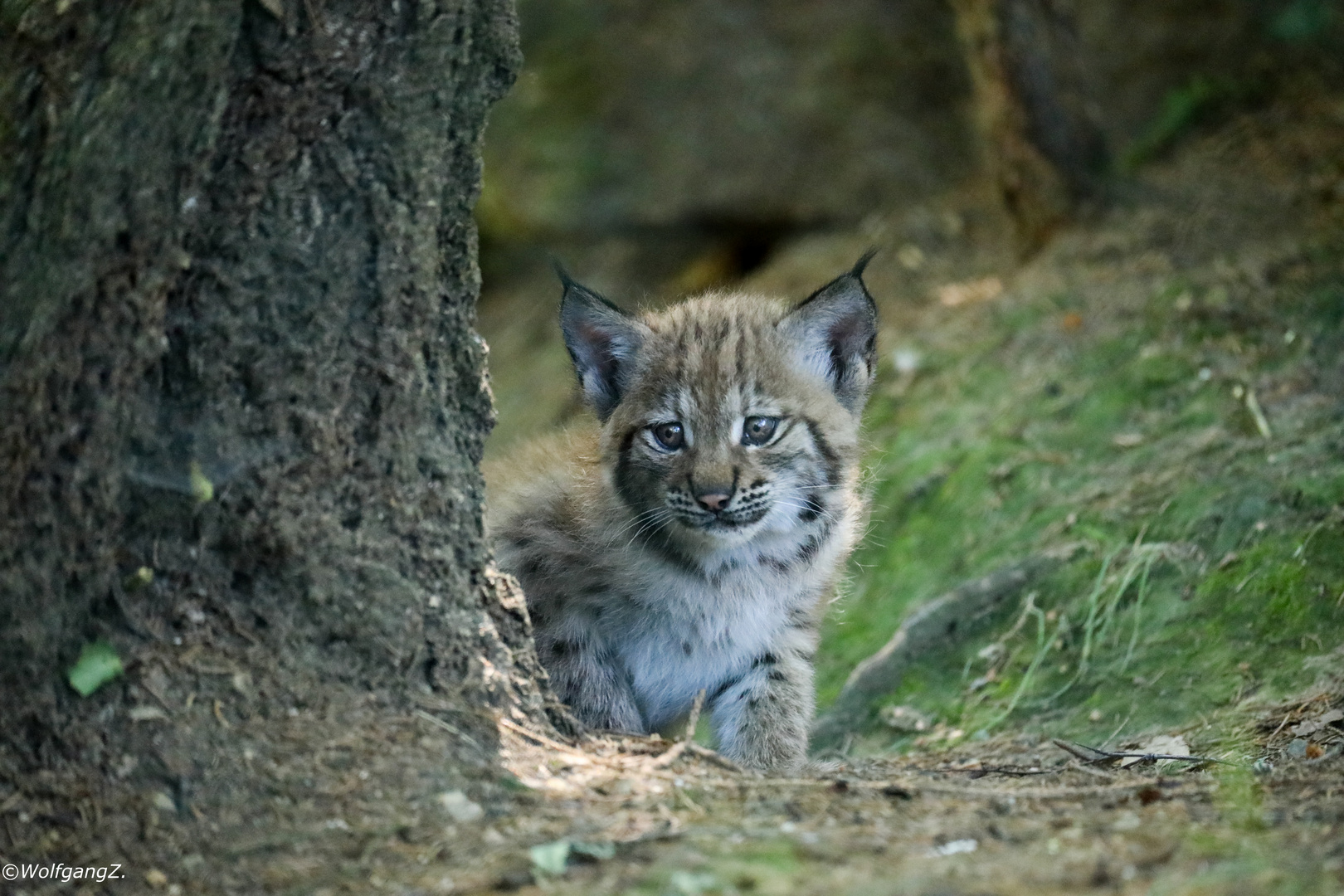 Luchs Baby Foto Bild Tiere Zoo Wildpark Falknerei Saugetiere Bilder Auf Fotocommunity