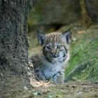 Luchs-Baby