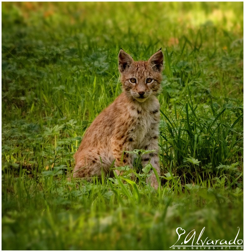 Luchs baby