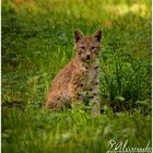 Luchs Baby