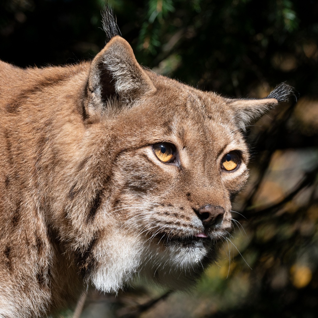 Luchs