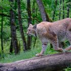 Luchs Ballance