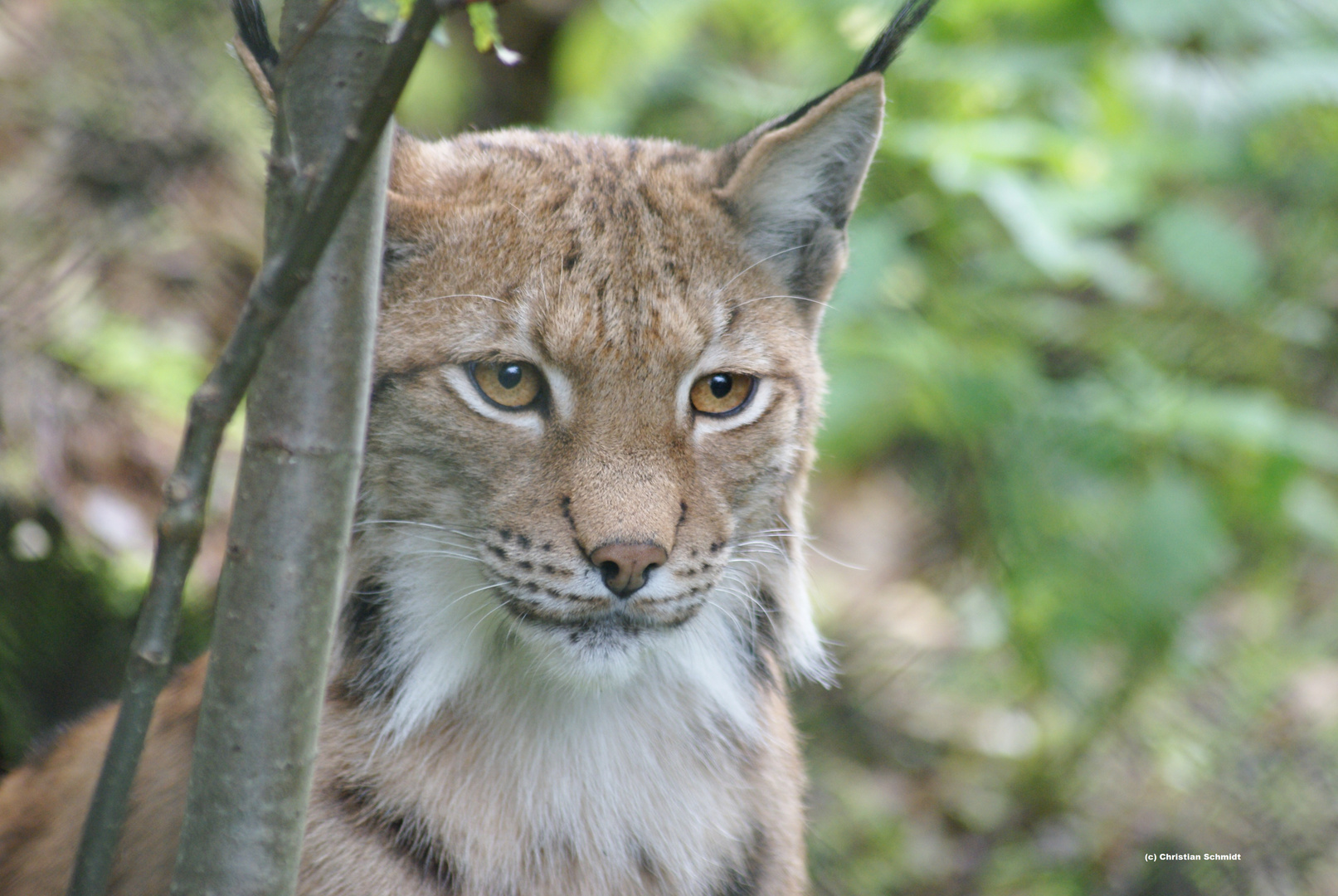 Luchs Bayern Wald