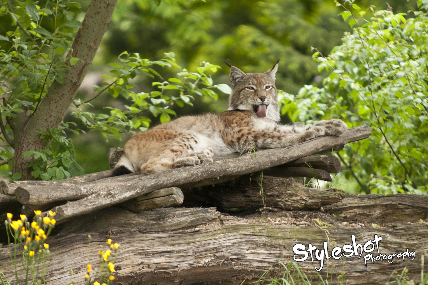 Luchs