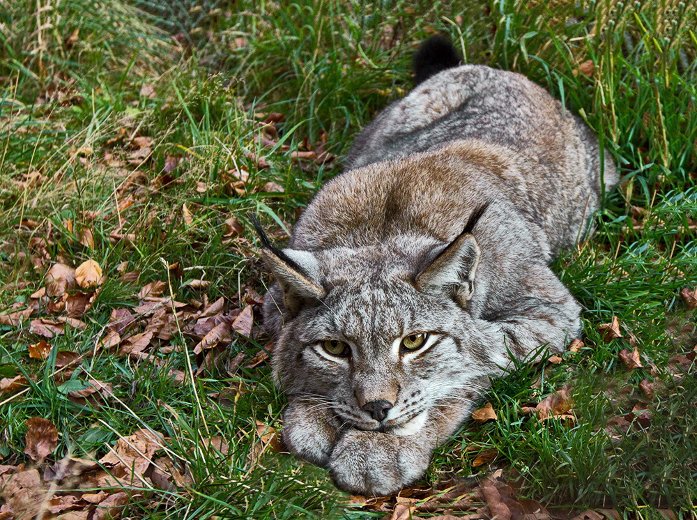 Luchs