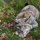 Luchs