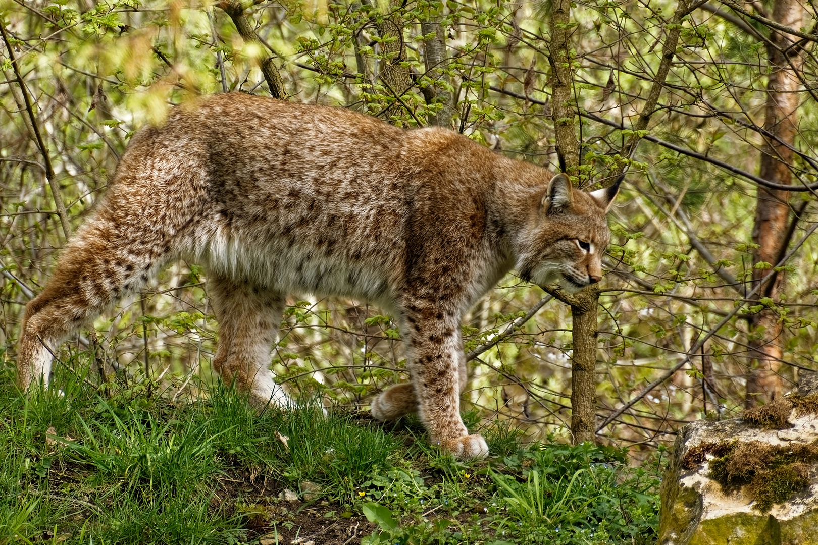 Luchs