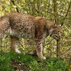 Luchs