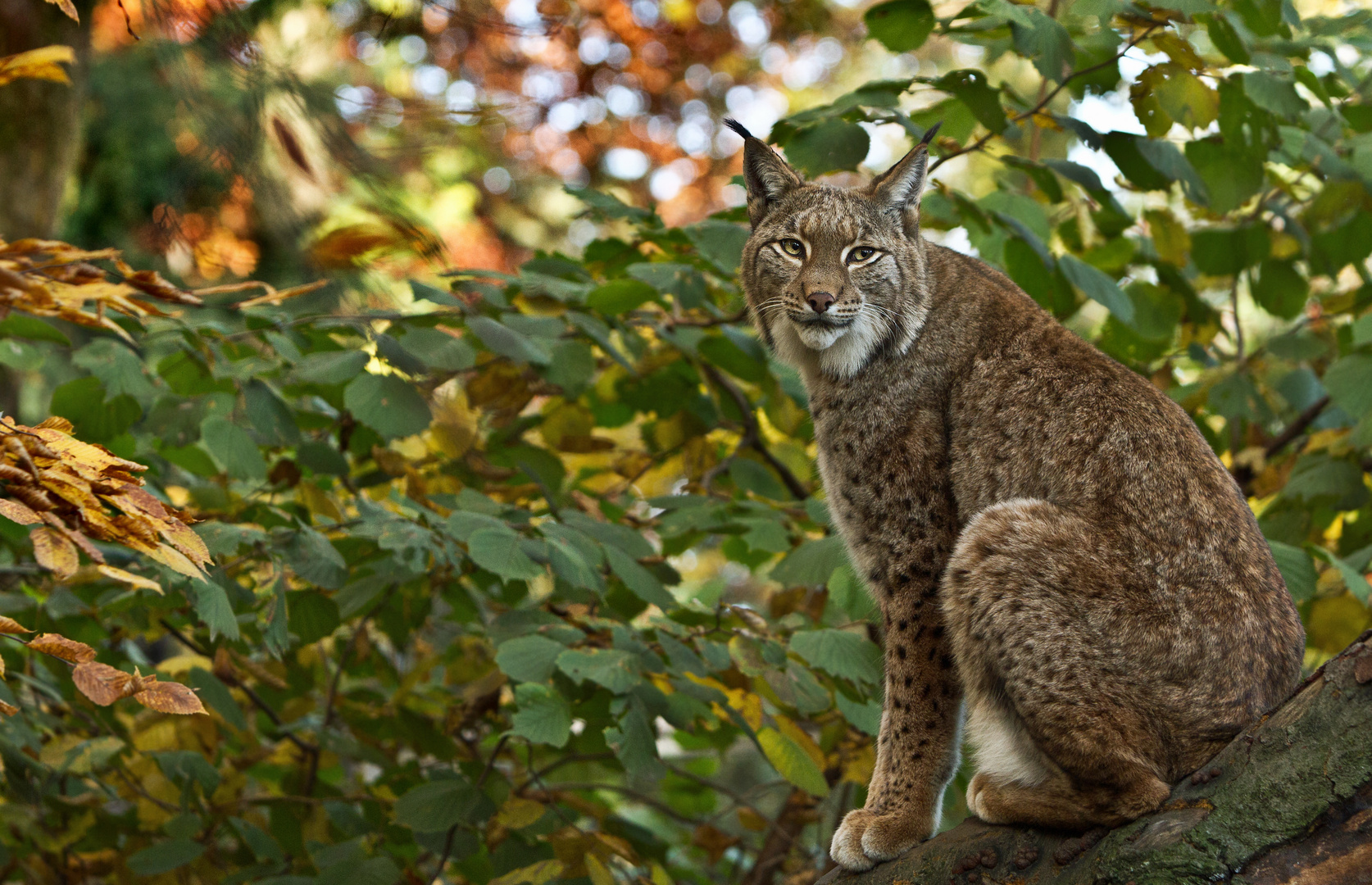 Luchs