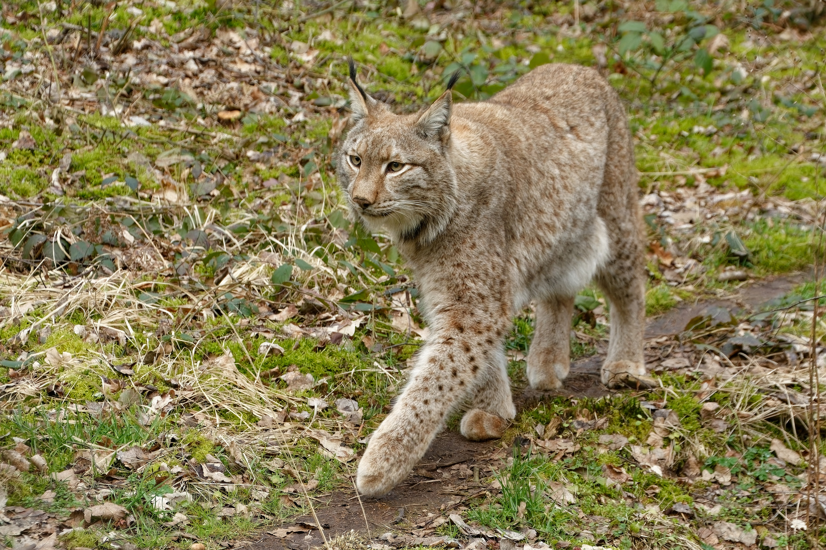 Luchs