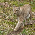 Luchs