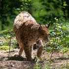 Luchs