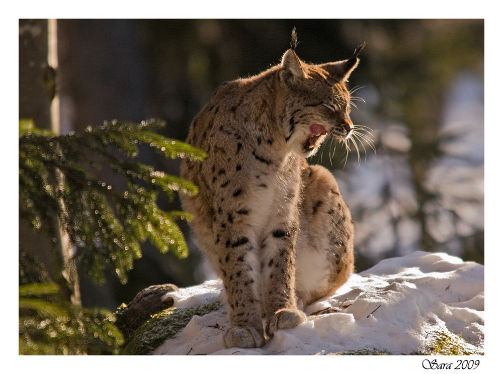 Luchs