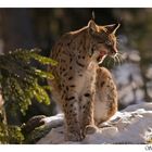 Luchs