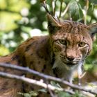 Luchs