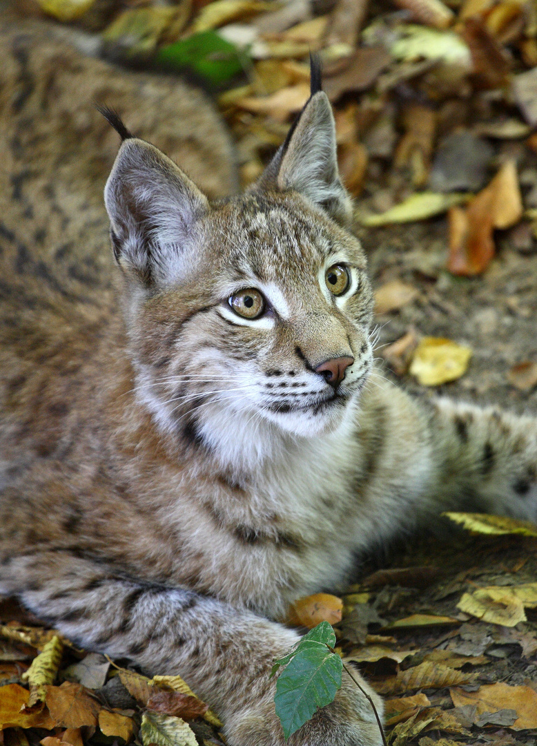 Luchs