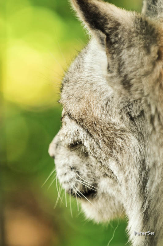 Luchs