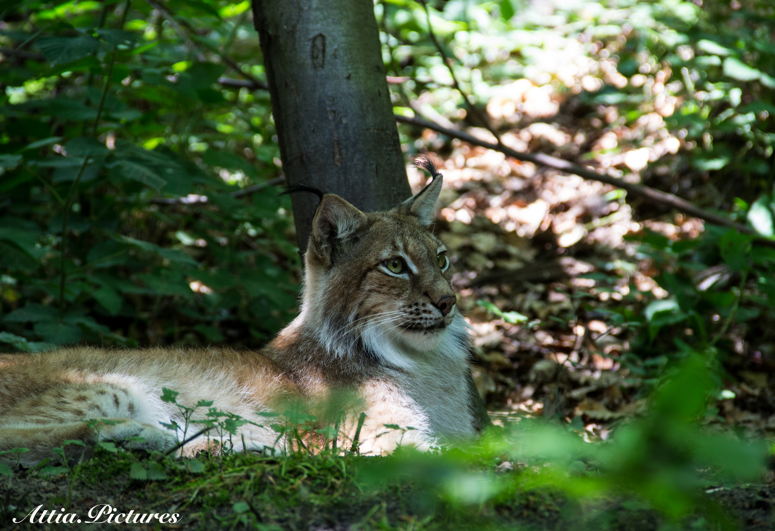 Luchs