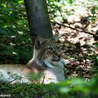 Luchs