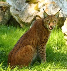 Luchs