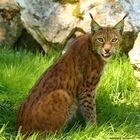 Luchs