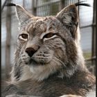 Luchs