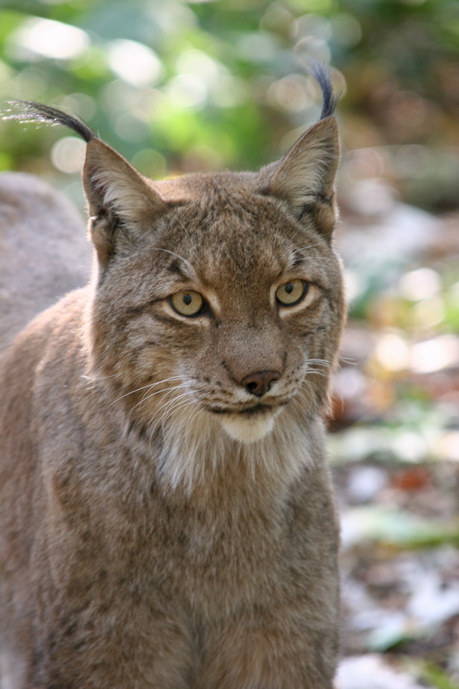 Luchs