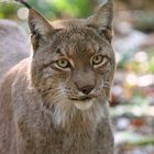 Luchs