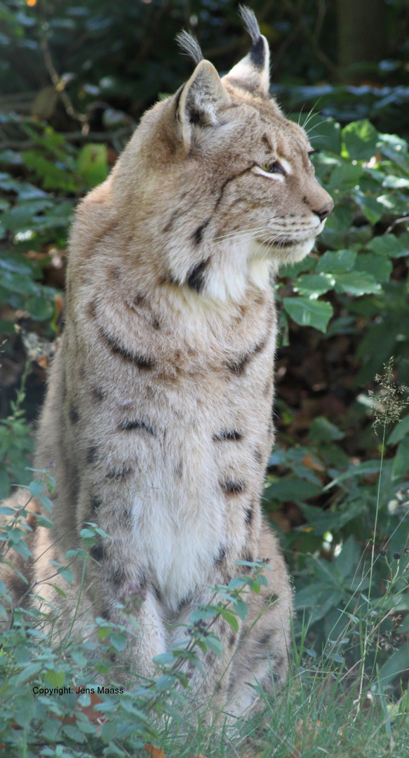 Luchs