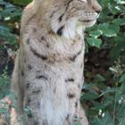 Luchs