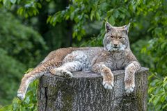 Luchs (Begegnungen im Zoo, 13)