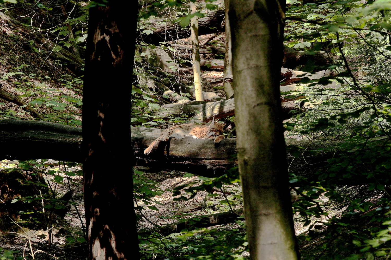 Luchs bei der Mittagsruhe