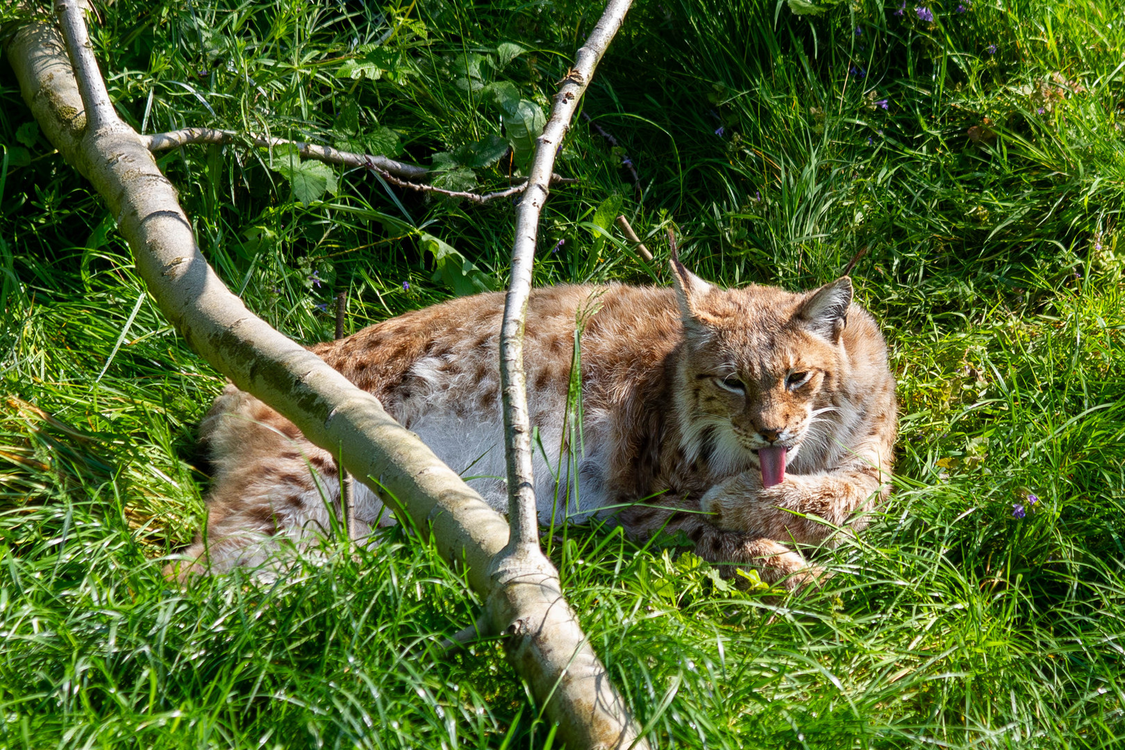 Luchs bei der morgendlichen Katzenwäsche!