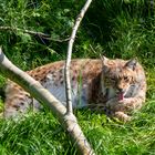 Luchs bei der morgendlichen Katzenwäsche!