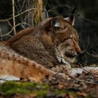 Luchs bei der Siesta 