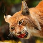 Luchs bei einer kleinen Mahlzeit