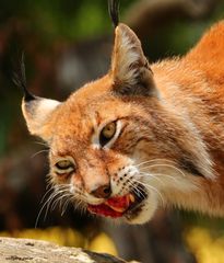 Luchs bei einer kleinen Mahlzeit