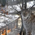 Luchs bei Innsbruck