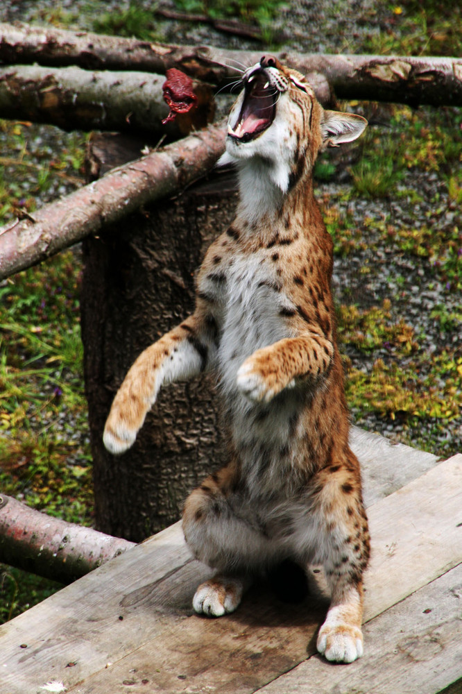 Luchs beim Abendessen