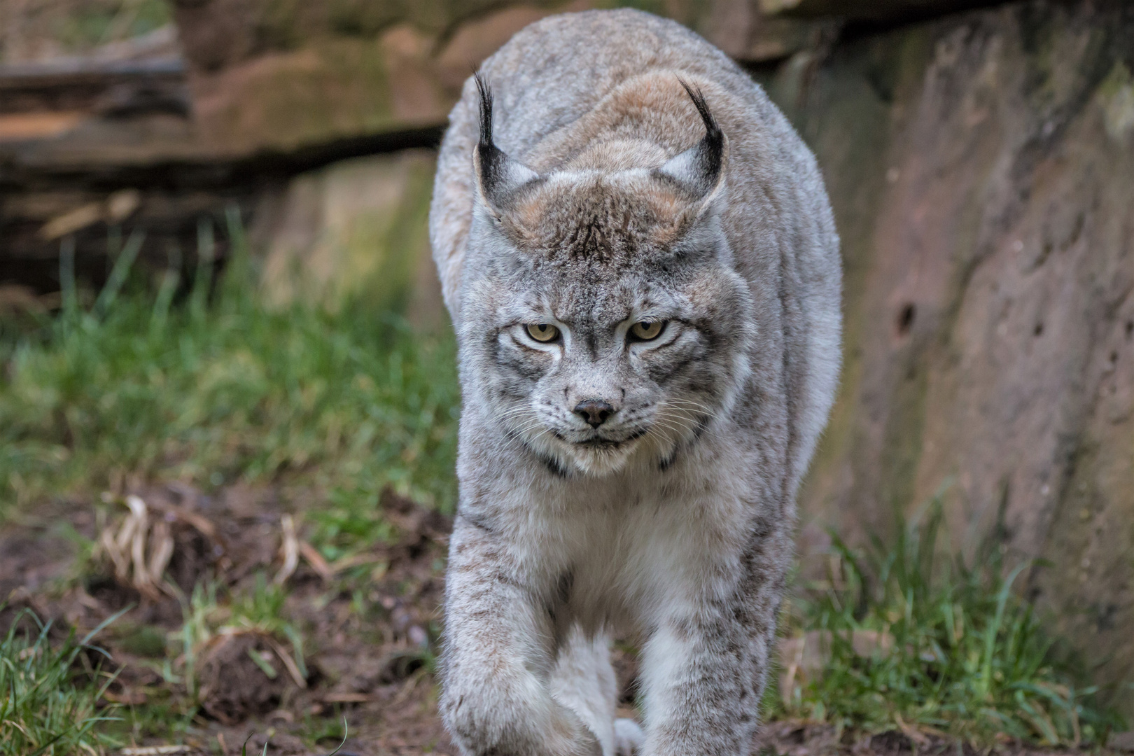 Luchs beim Anschleichen