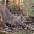 Luchs beim Dehnen