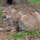 Luchs beim essen