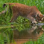 Luchs beim Fischen