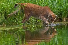 Luchs beim Fischen