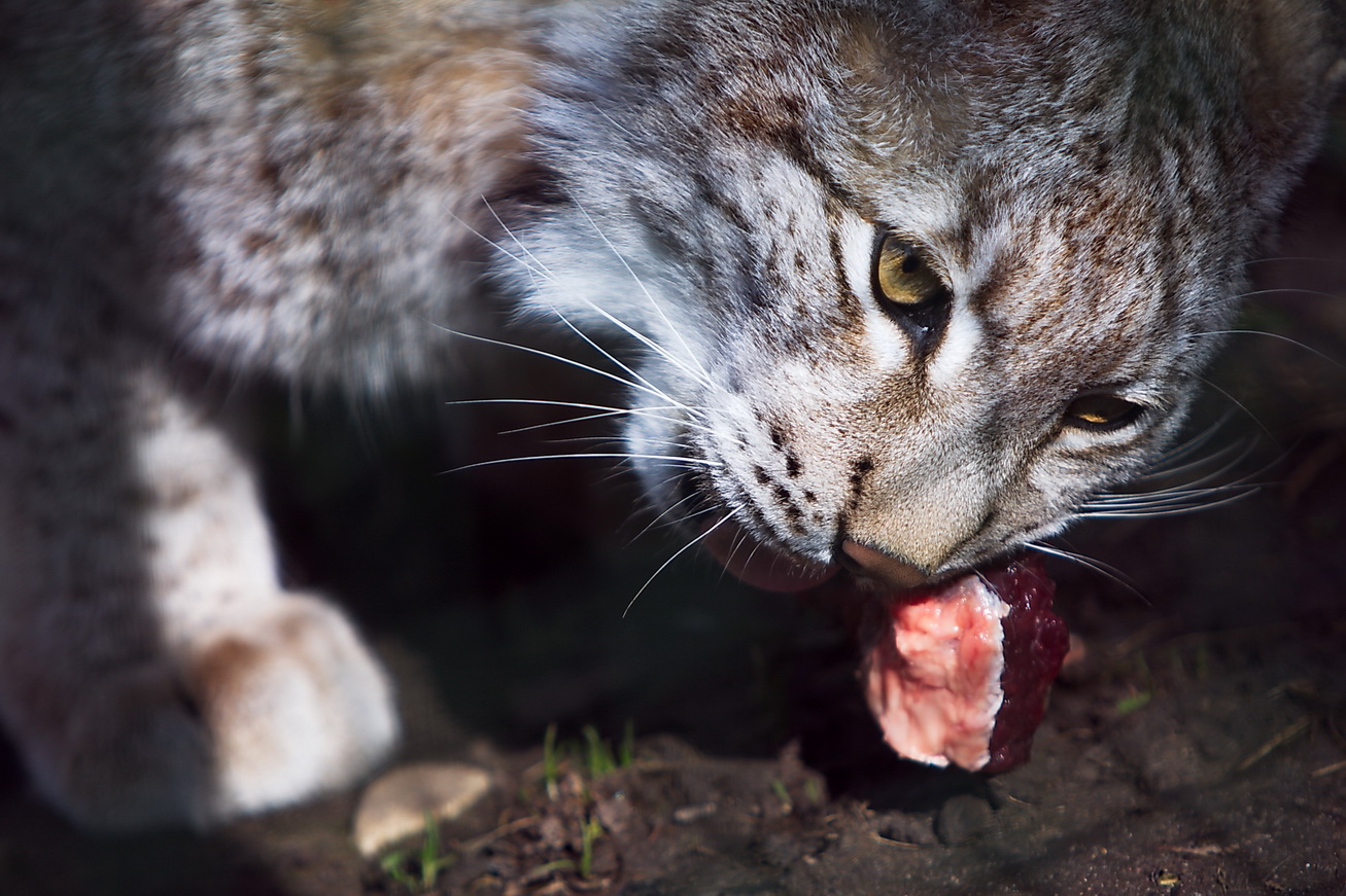 Luchs beim Fressen