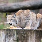 Luchs beim Fressen