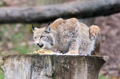 Luchs beim Fressen