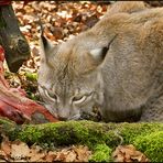 Luchs beim Fressen