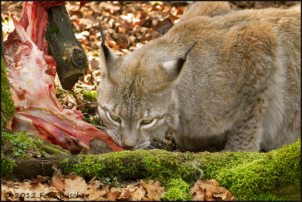 Luchs beim Fressen